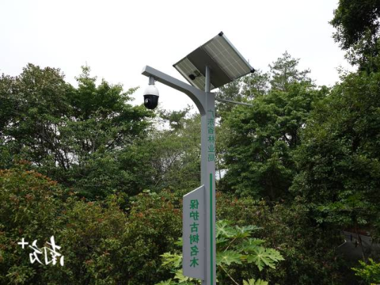 保护古树名木的摄像头。 保护古树名木的摄像头。
