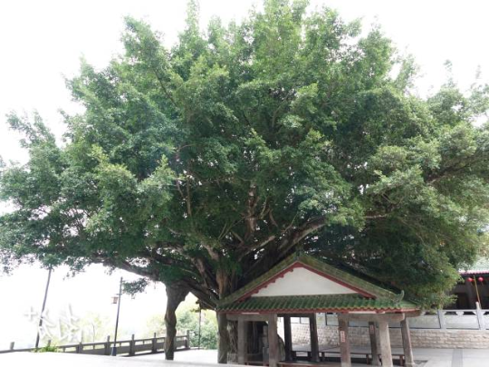 500年古榕枝繁叶茂。 500年古榕枝繁叶茂。