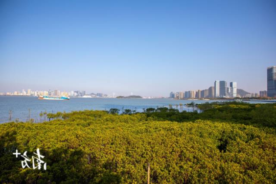 厦门海沧湾公园红树林已初具规模 厦门海沧湾公园红树林已初具规模