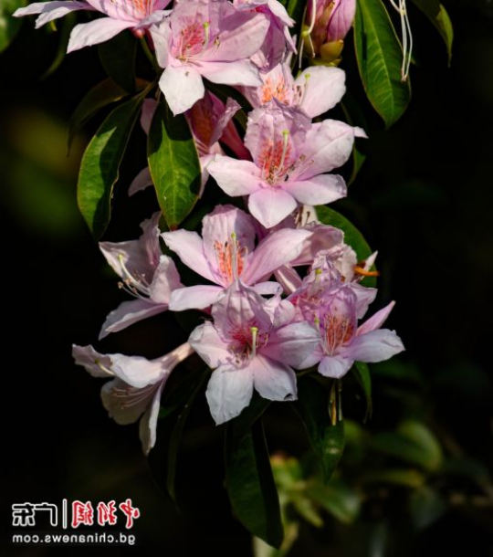 云锦杜鹃盛开。亚洲博彩平台排名 供图 云锦杜鹃盛开。亚洲博彩平台排名 供图