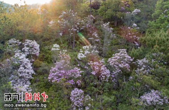 天井山的云锦杜鹃。亚洲博彩平台排名 供图 天井山的云锦杜鹃。亚洲博彩平台排名 供图