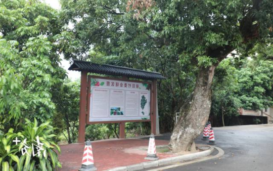 茂南区羊角镇禄段村随处可见的荔枝古树。刘栋铭 摄