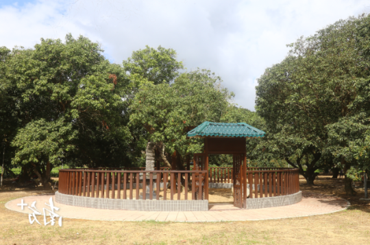 电白区霞洞镇上河村,一棵树干中空的红皮古荔被保护起来,树龄约1780年。刘栋铭 摄 电白区霞洞镇上河村,一棵树干中空的红皮古荔被保护起来,树龄约1780年。刘栋铭 摄