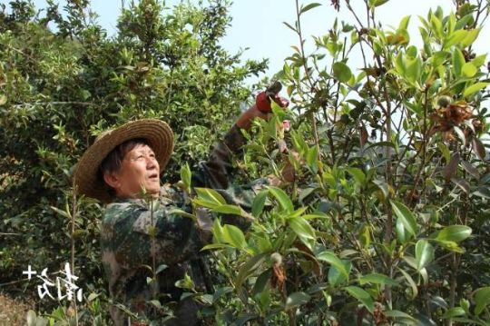 基地管理人员正在为油茶树整形修枝。 基地管理人员正在为油茶树整形修枝。