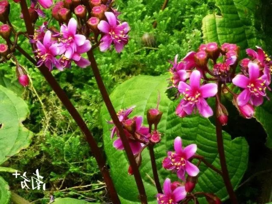 虎颜花开花。 图片