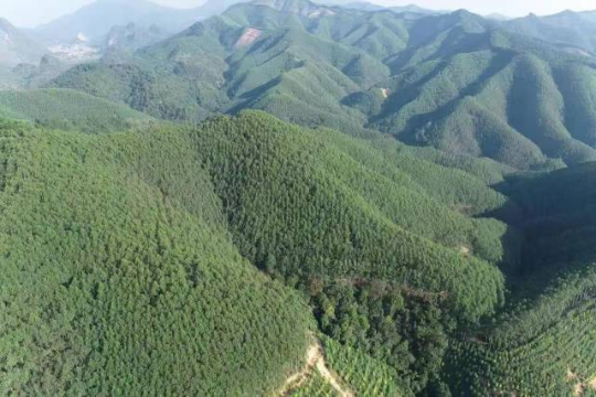 肇鼎储备林公司位于封开县六角林场国储林基地。受访者供图 肇鼎储备林公司位于封开县六角林场国储林基地。受访者供图