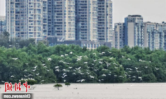 黑脸琵鹭飞抵深圳湾 林荫 摄 黑脸琵鹭飞抵深圳湾 林荫 摄