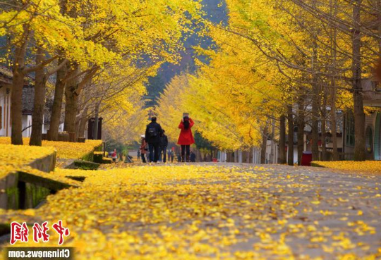 韶关南雄帽子峰旅游景区的银杏林(资料图) 亚洲博彩平台排名 供图 韶关南雄帽子峰旅游景区的银杏林(资料图) 亚洲博彩平台排名 供图