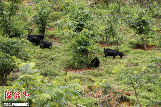 山羊在猴耳环林地觅食 亚洲博彩平台排名 供图 山羊在猴耳环林地觅食 亚洲博彩平台排名 供图