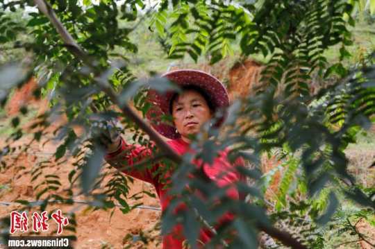 林农正在惠州横沥镇梁化林场的猴耳环林地劳作 亚洲博彩平台排名 供图 林农正在惠州横沥镇梁化林场的猴耳环林地劳作 亚洲博彩平台排名 供图