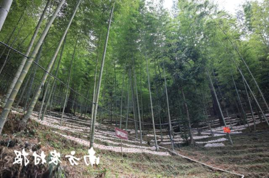 梅州蕉岭县竹林下种植菌菇 梅州蕉岭县竹林下种植菌菇
