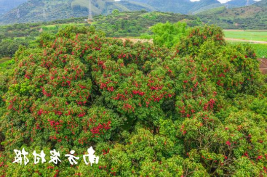 广东荔枝 广东荔枝