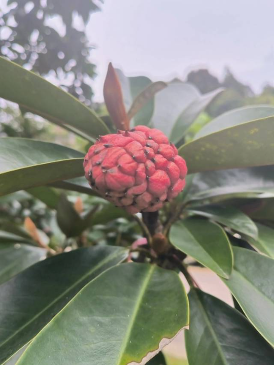 长梗木莲。 长梗木莲。