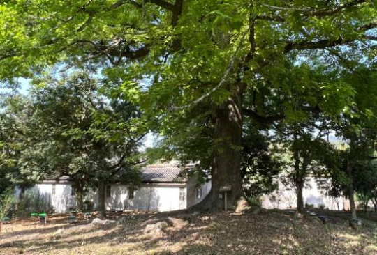 锡美村古树公园里,有一棵树龄逾300年的 锡美村古树公园里,有一棵树龄逾300年的