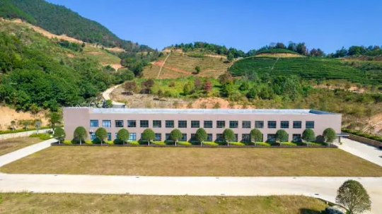 河源市伟景农林发展有限公司于东源县开发的生态茶园。 图片
