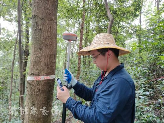 专业调查队员在进行森林样地调查工作 专业调查队员在进行森林样地调查工作