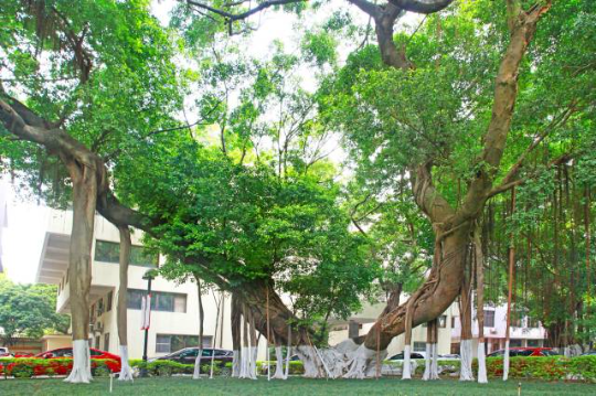 原市政府大院细叶榕,树龄530年。 原市政府大院细叶榕,树龄530年。