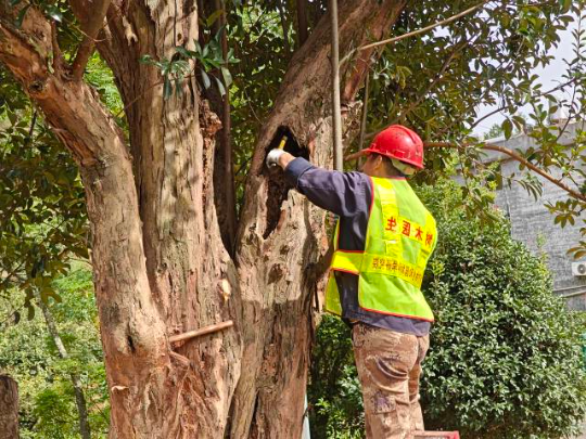 树木医生在云浮市给 树木医生在云浮市给