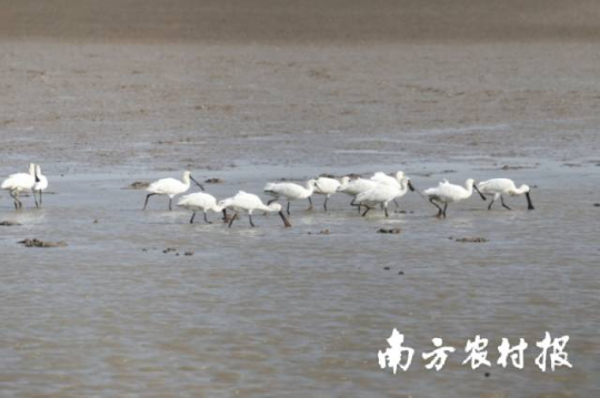 黑脸琵鹭。王姣 摄 黑脸琵鹭。王姣 摄