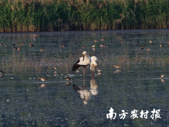 东方白鹳。周智鑫 摄 东方白鹳。周智鑫 摄