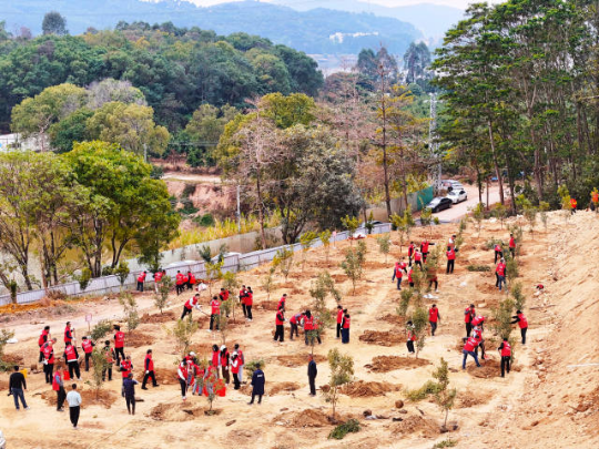 博罗龙溪街道种植夏威夷果树带动村民增收。