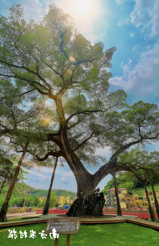 麻榨镇千年古榕树 麻榨镇千年古榕树