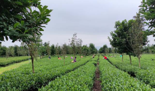 翁源县茶叶种植基地 翁源县茶叶种植基地