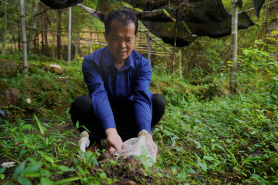 农户在林下仿野生种植竹荪、松茸等珍贵食用菌 农户在林下仿野生种植竹荪、松茸等珍贵食用菌