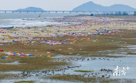 2023年12月1日,在培隆沙滩,一群针尾鸭在水中觅食,不远处海漂垃圾大片堆积。 2023年12月1日,在培隆沙滩,一群针尾鸭在水中觅食,不远处海漂垃圾大片堆积。