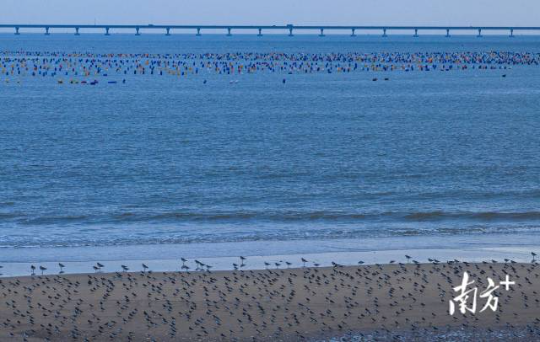 2023年11月29日,在培隆沙滩对出2公里外的海域,生蚝养殖户利用彩色塑料浮球养殖生蚝。 2023年11月29日,在培隆沙滩对出2公里外的海域,生蚝养殖户利用彩色塑料浮球养殖生蚝。