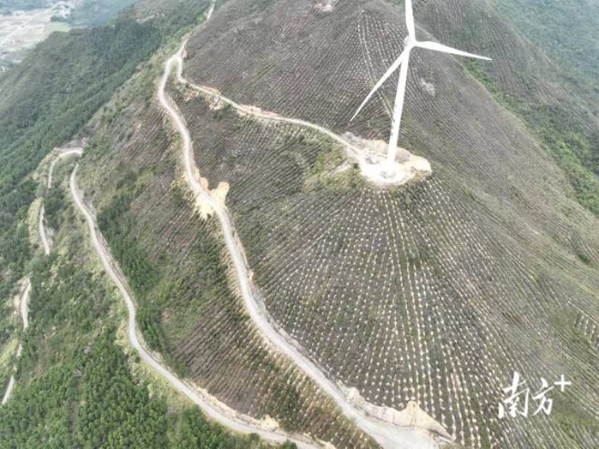 惠州市惠东县沿海防护林种植木麻黄和台湾相思。 惠州市惠东县沿海防护林种植木麻黄和台湾相思。