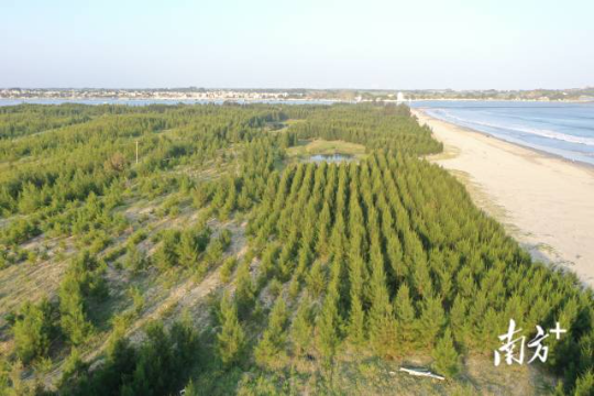 汕尾市陆丰市沿海基干林带补植木麻黄。 汕尾市陆丰市沿海基干林带补植木麻黄。