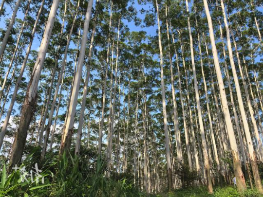 云浮林场大径材培育基地。 云浮林场大径材培育基地。