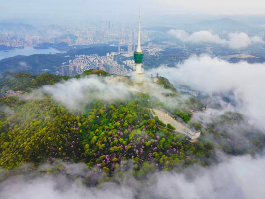 深圳市罗湖区梧桐山小梧桐绿美点。林荫供图 深圳市罗湖区梧桐山小梧桐绿美点。林荫供图