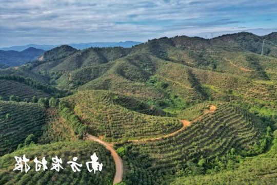 满山的油茶喜迎丰收。 满山的油茶喜迎丰收。