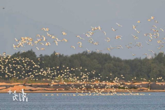 黑脸琵鹭常活动于海边潮间带、红树林及内陆水域浅滩等湿地环境。 通讯员 林荫 供图