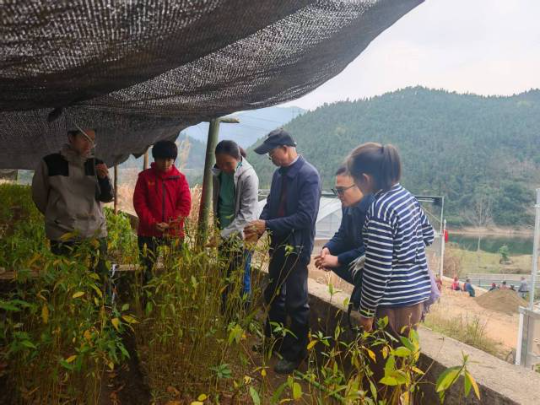 省林科院团队在连南瑶族自治县大竹湾村的苗圃查看山苍子苗生长情况 省林科院团队在连南瑶族自治县大竹湾村的苗圃查看山苍子苗生长情况