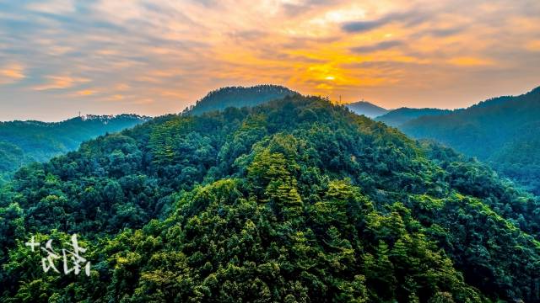 佛山市云勇林场。 佛山市云勇林场。