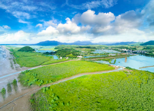 广东台山镇海湾红树林 广东台山镇海湾红树林