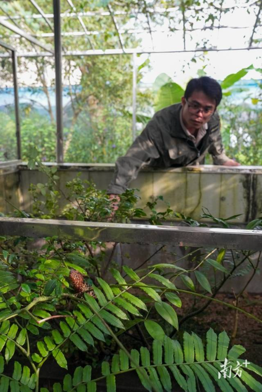 何南正在查看人工繁育鳄蜥的健康情况。 何南正在查看人工繁育鳄蜥的健康情况。