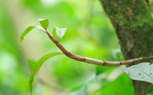 在保护区内发现的野生钩状石斛 在保护区内发现的野生钩状石斛