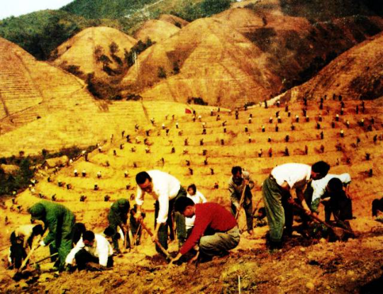 1974—1975年,怀集组织2.5万名青年民兵和公社社员投入到岳山造林大会战中去。资料图片 1974—1975年,怀集组织2.5万名青年民兵和公社社员投入到岳山造林大会战中去。资料图片