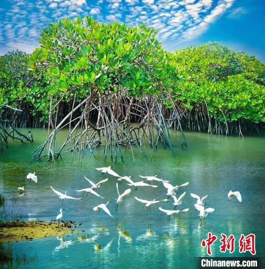 深圳红树林 亚洲博彩平台推荐 供图 深圳红树林 亚洲博彩平台推荐 供图