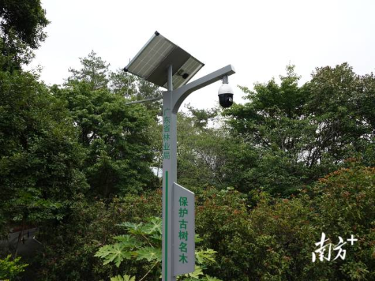 保护古树名木的摄像头。 保护古树名木的摄像头。