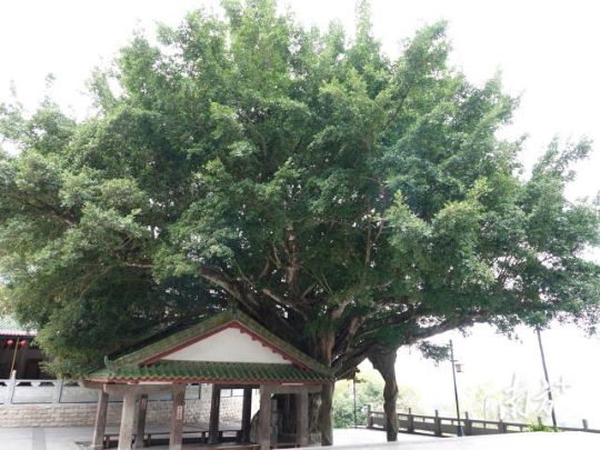 500年古榕枝繁叶茂。 500年古榕枝繁叶茂。