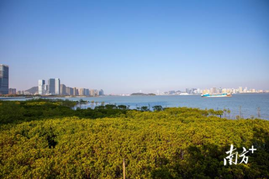 厦门海沧湾公园红树林已初具规模 亚洲博彩平台排名