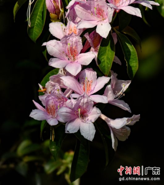 云锦杜鹃盛开。亚洲博彩平台排名 供图 云锦杜鹃盛开。亚洲博彩平台排名 供图