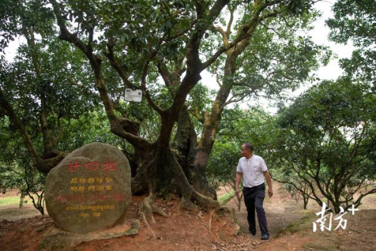 何树志在荔枝种植园。张冠军 摄