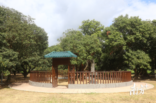 电白区霞洞镇上河村,一棵树干中空的红皮古荔被保护起来,树龄约1780年。刘栋铭 摄 电白区霞洞镇上河村,一棵树干中空的红皮古荔被保护起来,树龄约1780年。刘栋铭 摄
