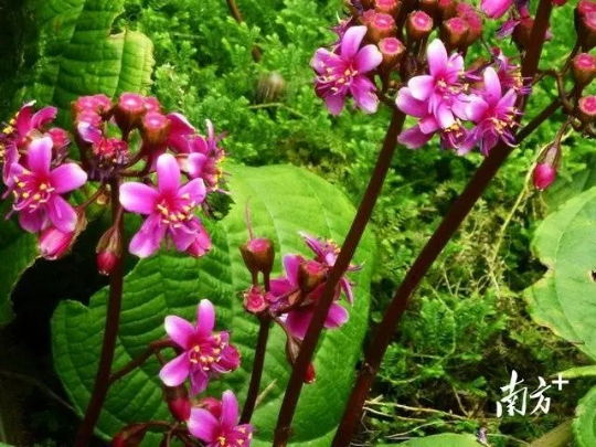 虎颜花开花。 图片